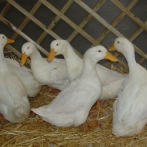 pekin