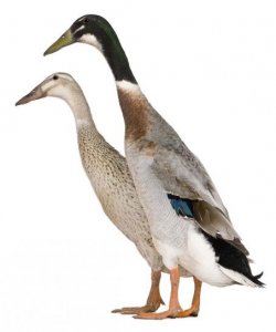 biegus