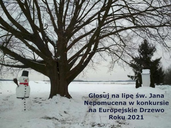 2021-02-15-drzewo_6.jpg